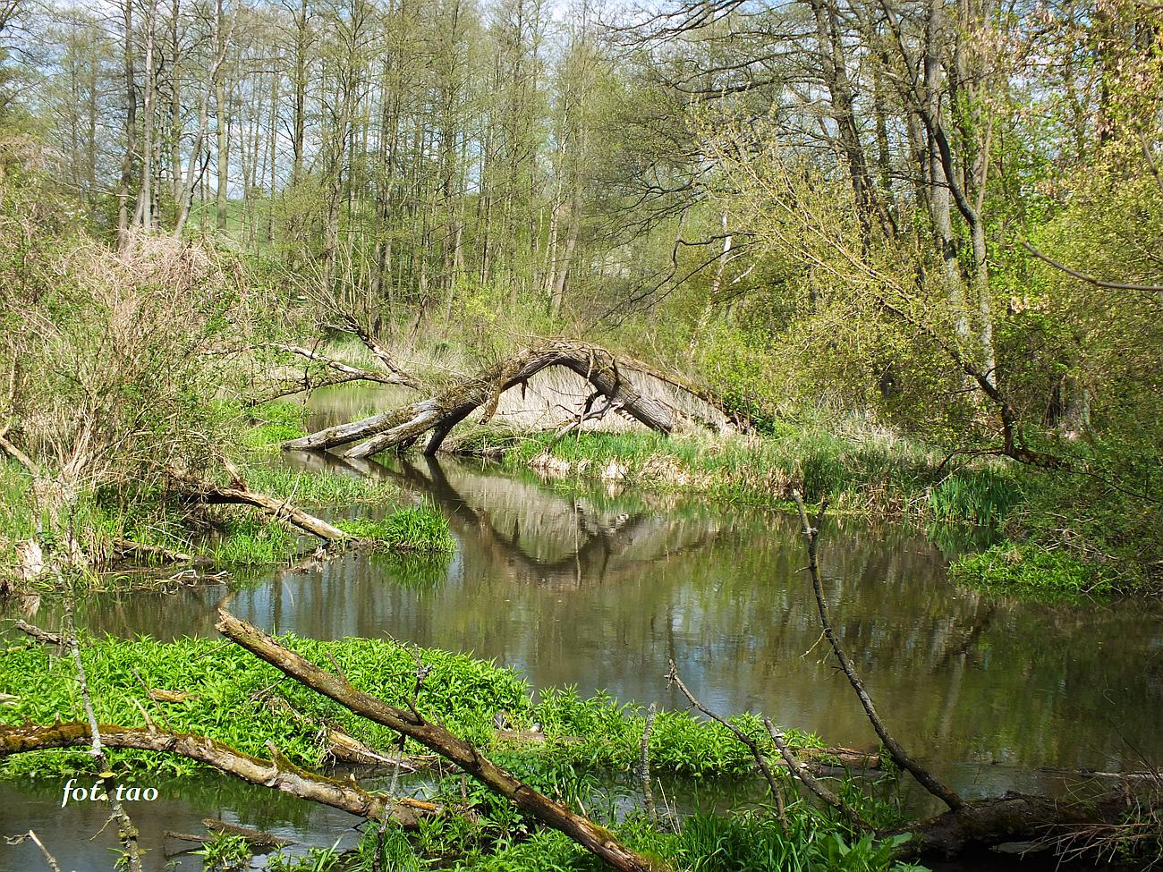 Naturalne rodowisko rzeki Skrwy. Mieszczk w pobliu Sierpca, kwiecie 2023 r.