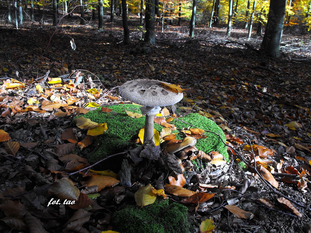 Koniec padziernika to leny sezon na gski, ale w dobaczewskim lesie kanie mona spotka do listopada, 27.10.2015 r.