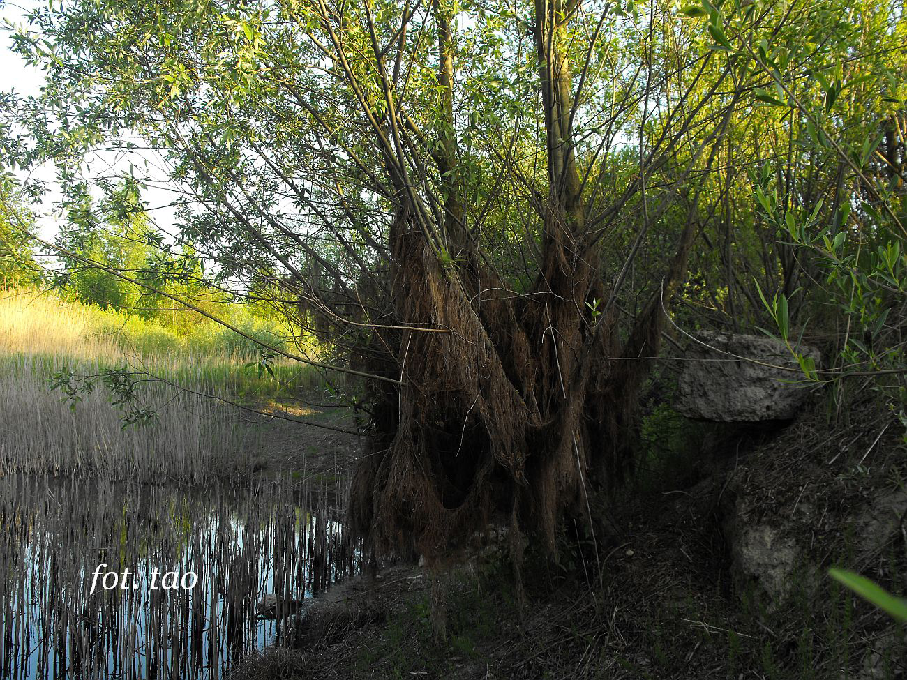 Nie, nie to nie lasy deszczowe, tylko zamierajce stawy na Glinkach, maj 2012 r.