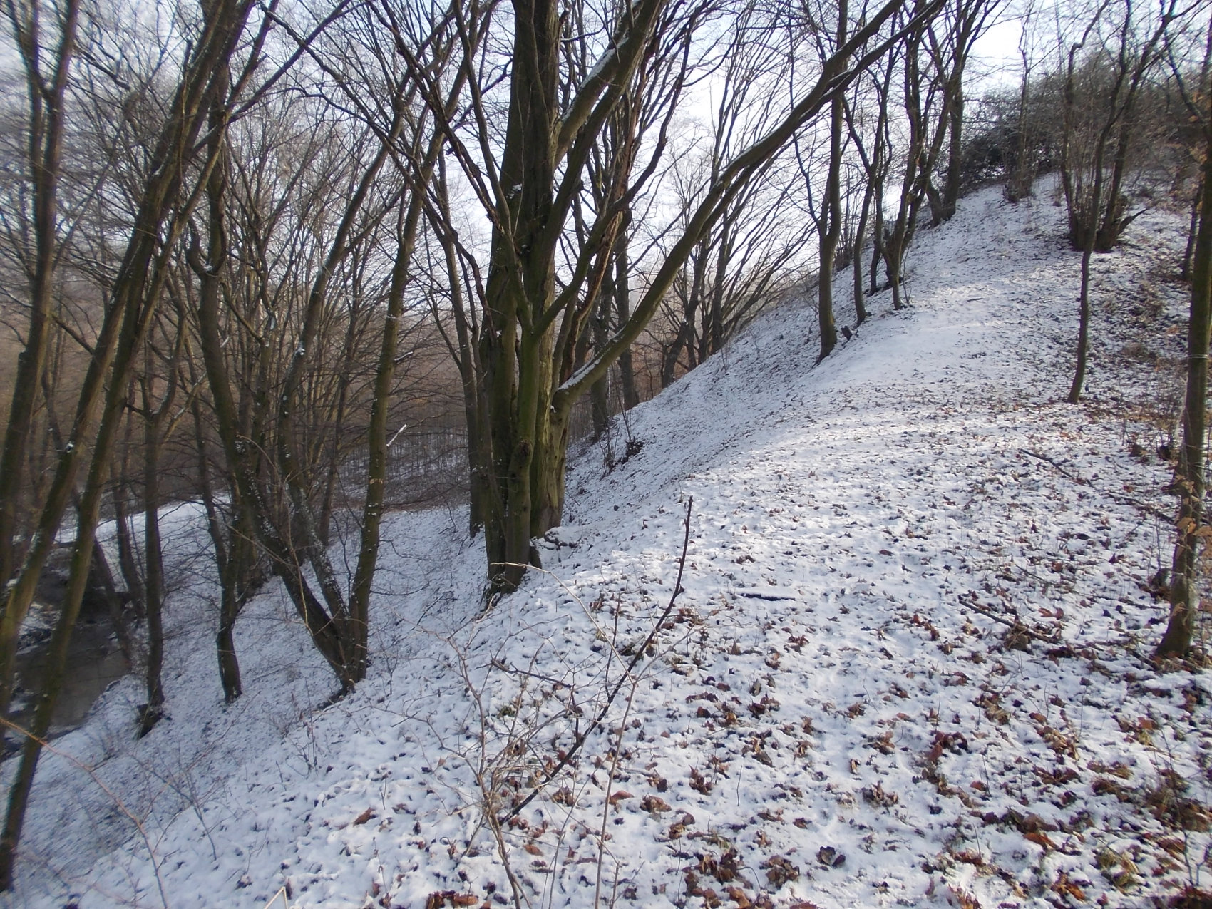 Grodzisko w Grodni najatwiej wypatrze zim, gdy drzewa pozbawione s lici, 2017 r.