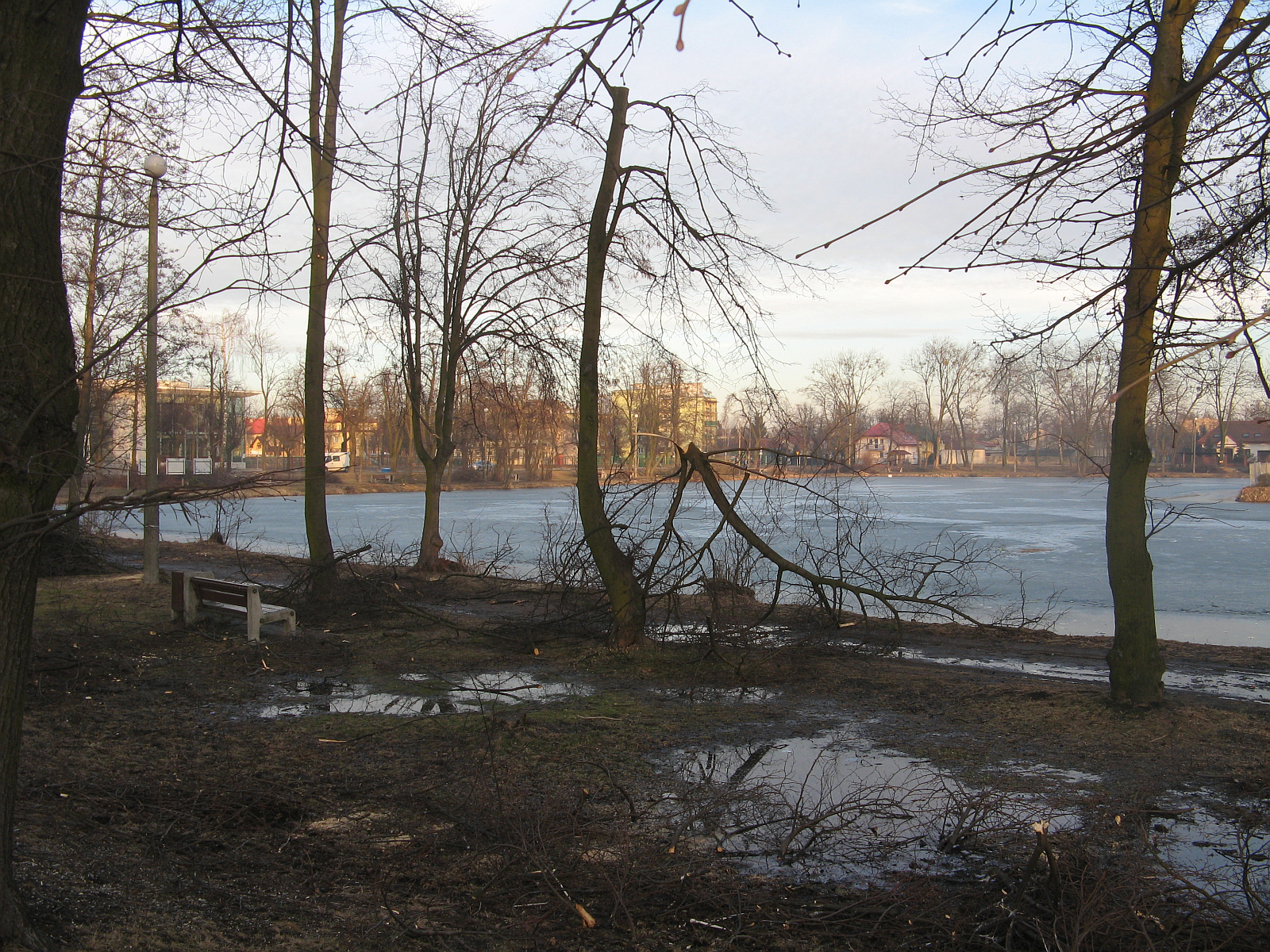Kosmetyczna przycinka drzew nad Jezirkami, zdjcie wykonane dnia 29.02.2012 r.