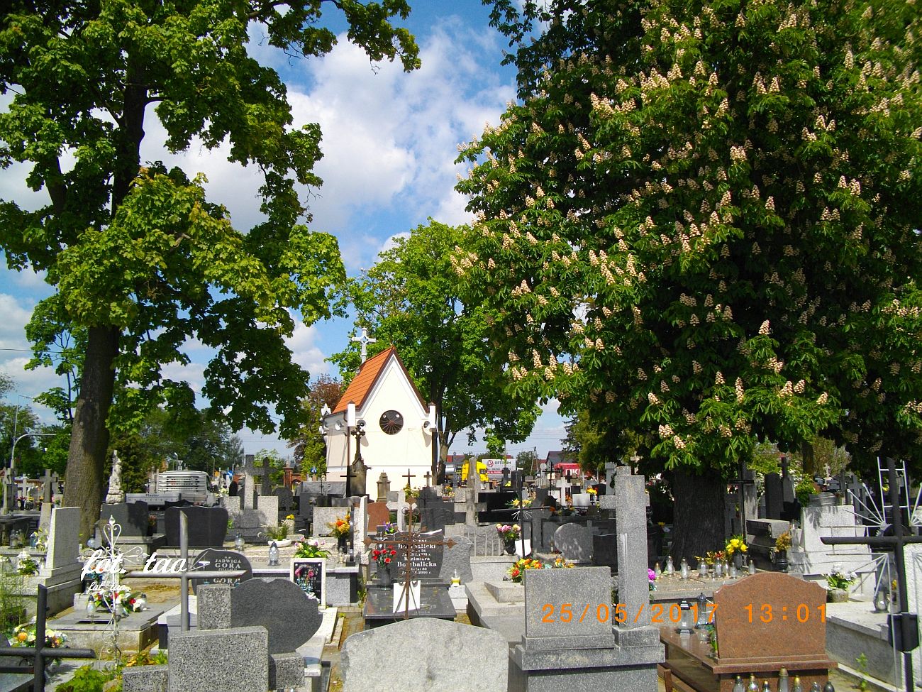 Ostatnie kwitnce kasztanowce na cmentarzu parafialnym w Sierpcu maj 2017r.
