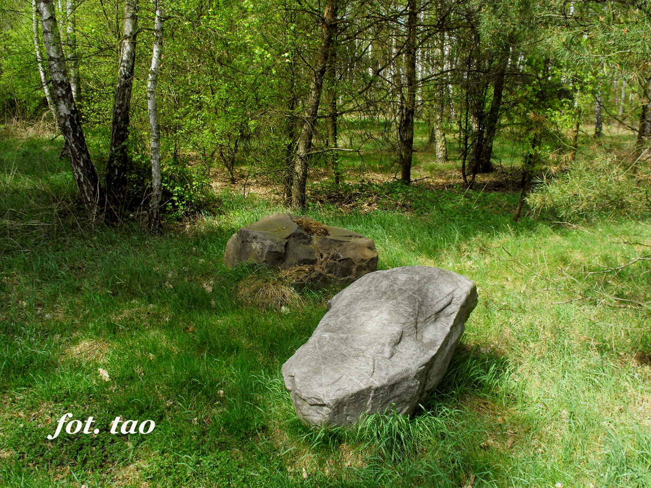Ogromne kamienne gazy w lesie k/Kwana. Idealne na pamitkowe (690 lat) pomniki w Sierpcu, maj 2012 r.