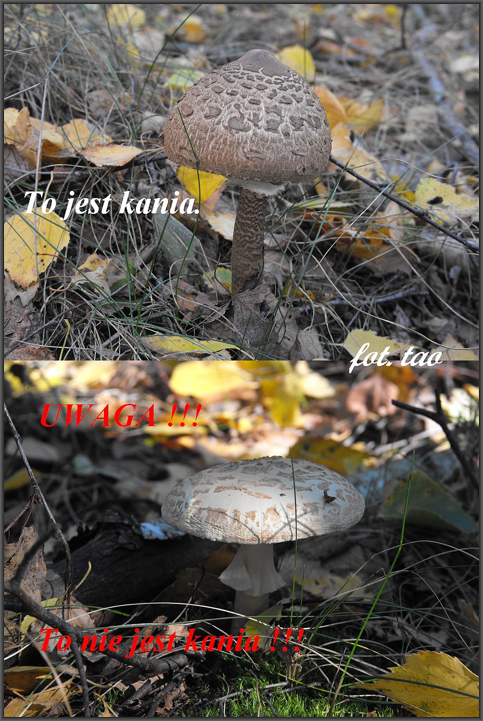 Czas na grzyby. W tym sezonie w okolicznych lasach jest wysyp kani, zbiera czy nie zbiera? Oczywicie zbiera, bo kania to jeden z najsmaczniejszych  grzybw, ale nie myli z muchomorem, patrz na foto. Lasy w Walerianowie k/Sierpca, 4.10.2013 r.