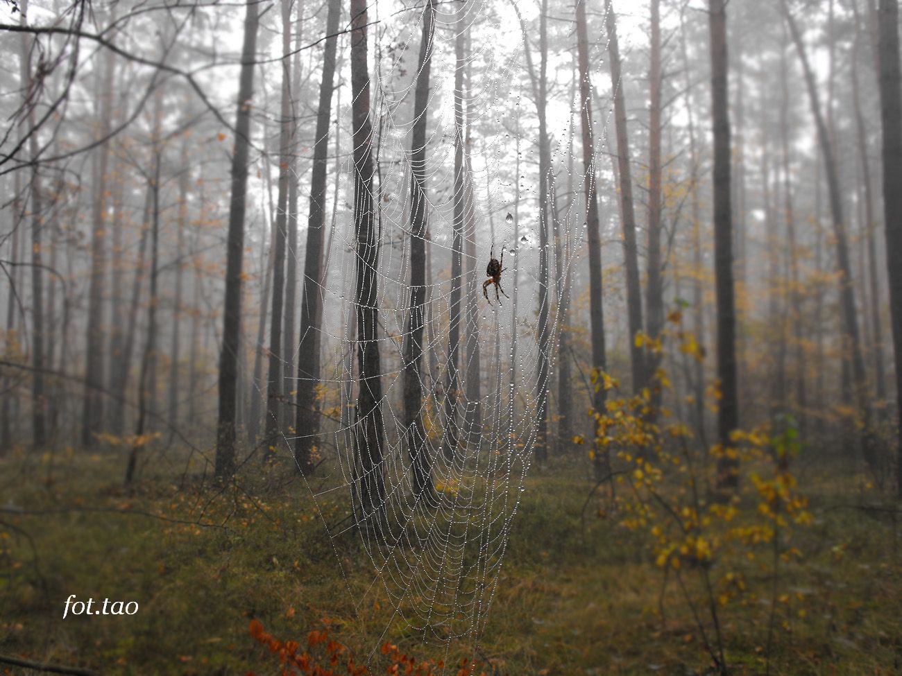Ostatnie owy. Foto wykonano w lesie w Szczutowie, 25.10.2012 r.