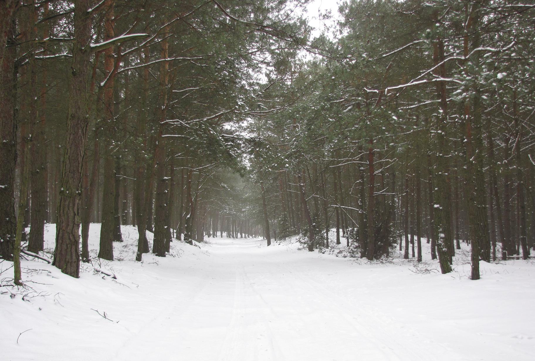 Zima w lesie. Okolice Rociszewa. 10.01.2009 r.