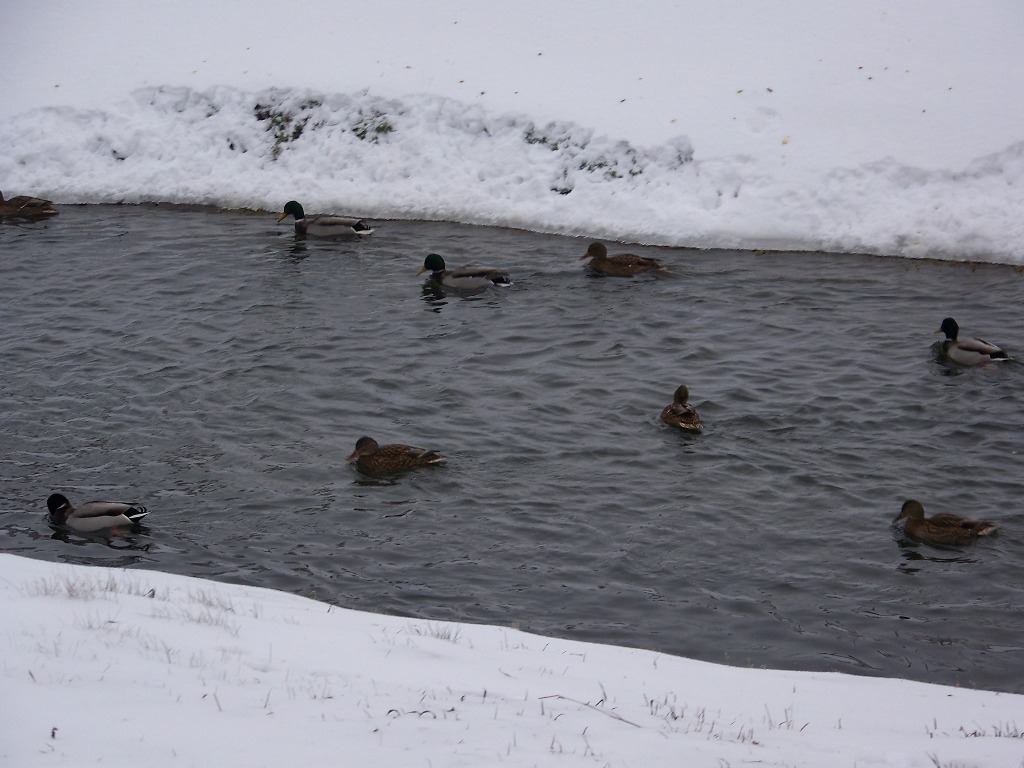 Dzikie kaczki na rzece Sierpienicy, 2.01.2010 r.